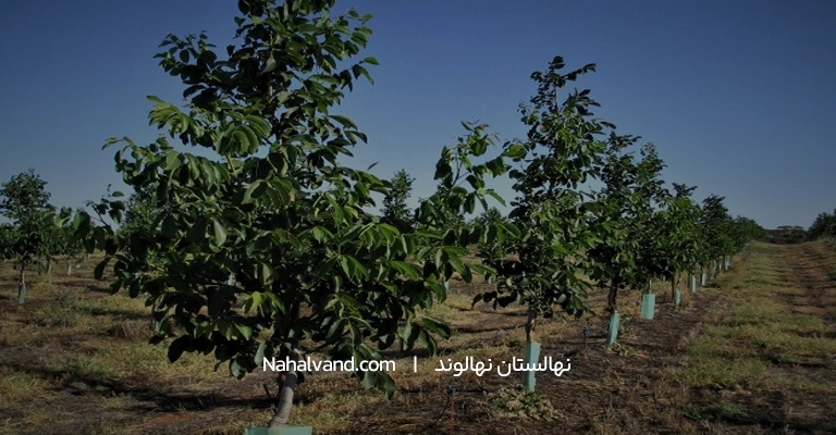 تاریخ کاشت