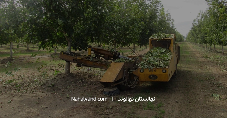 پس از برداشت محصول درخت گردو