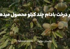 هر درخت بادام چند کیلو محصول میدهد