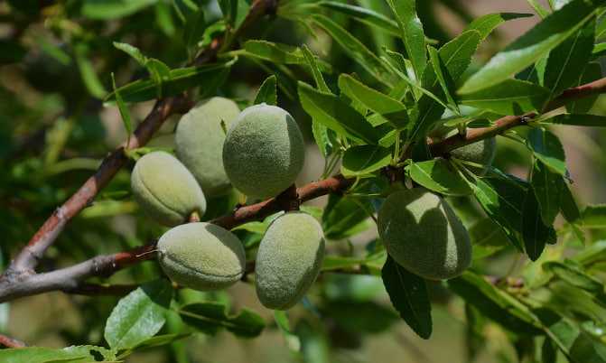 Unripe green almonds on an almond tree branch www.nahalvand.com