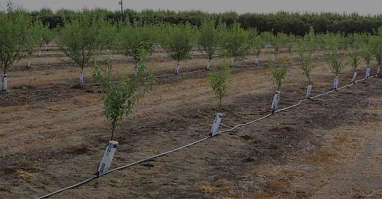 Young almond orchard with drip  irrigation system www.nahalvand.com