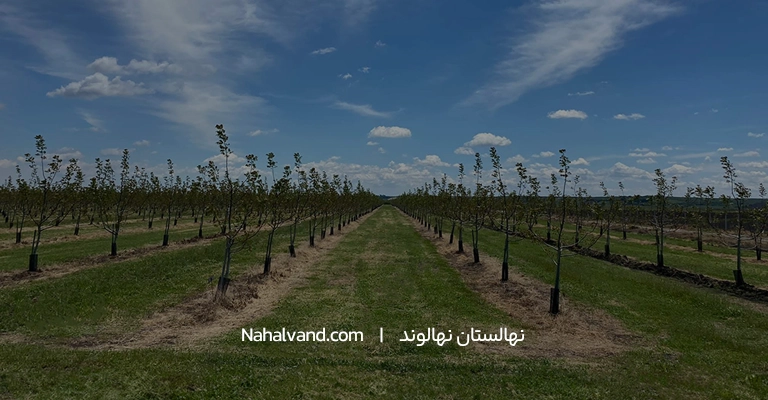 زمان مصرف کود پتاس برای گردو