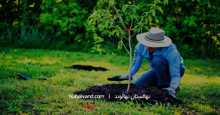 فصل رشد