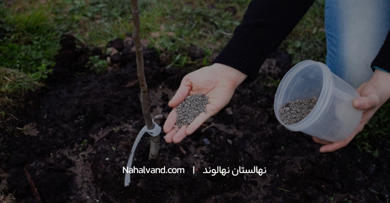 نکات لازم برای کوددهی درختان گردو
