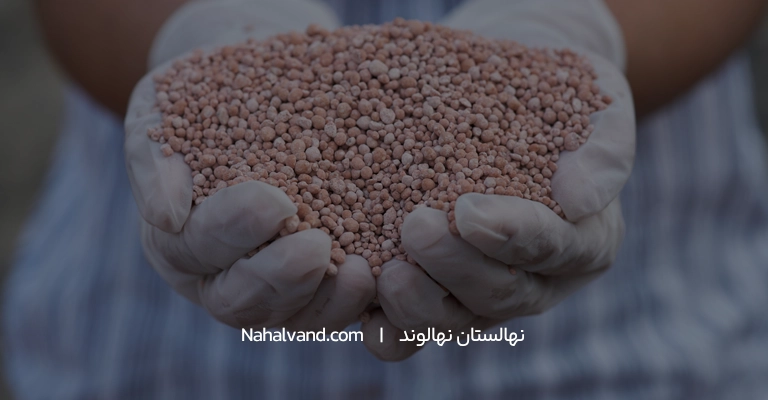 نکاتی درمورد نحوه مصرف کود پتاس برای درخت گردو