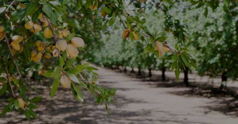 Almond tree branches laden with ripe nuts in an orchard www.nahalvand.com