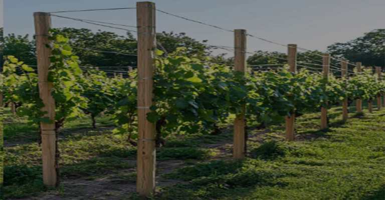 Construction of a grape garden
www.nahalvand.com