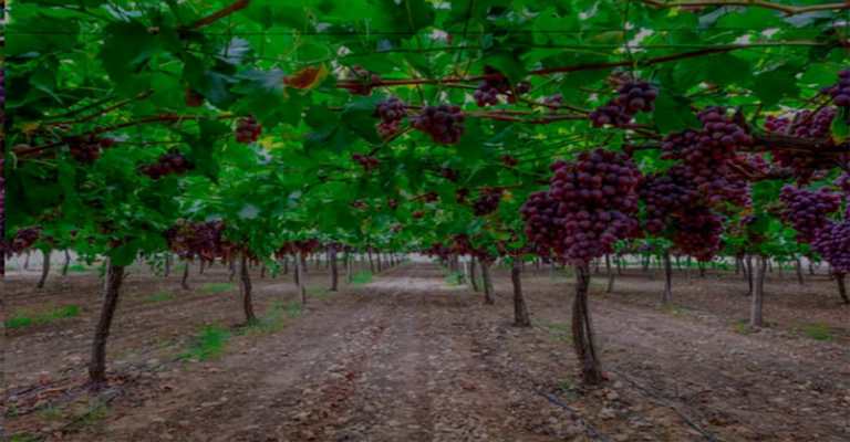 Grape Garden
www.nahalvand.com
