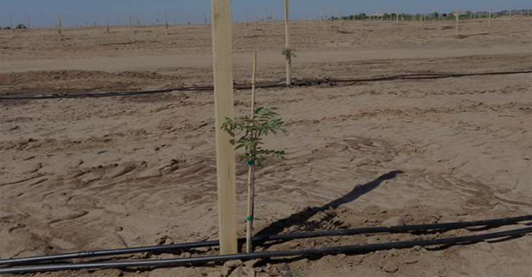 Planting pistachio seedlings www.nahalvand.com