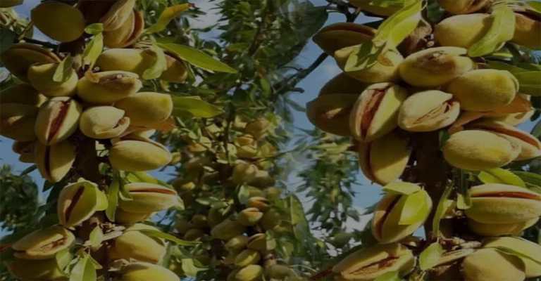 The best almond seedlings for tropical regions www.nahalvand.com