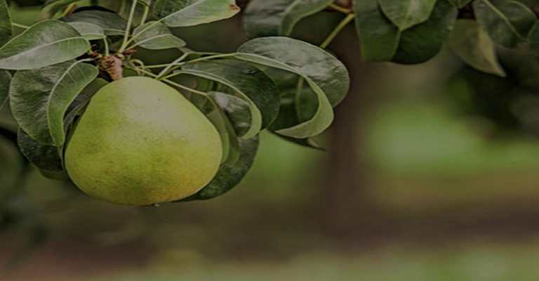 Anjou pear seedlings on the tree before harvesting www.nahalvand.com