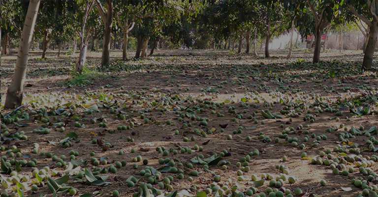 The best walnut seedlings in Iran and the world www.nahalvand.com