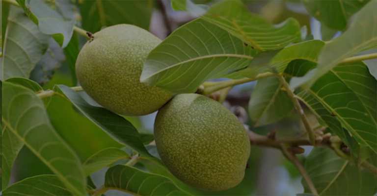 The best walnut seedlings for cold regions
www.nahalvand.com