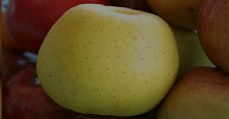 Golden Delicious Yellow Apple Seedlings Lebanon www.nahalvand.com