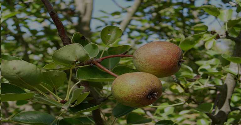 Persian pear on the seedling before harvest
www.nahalvand.com