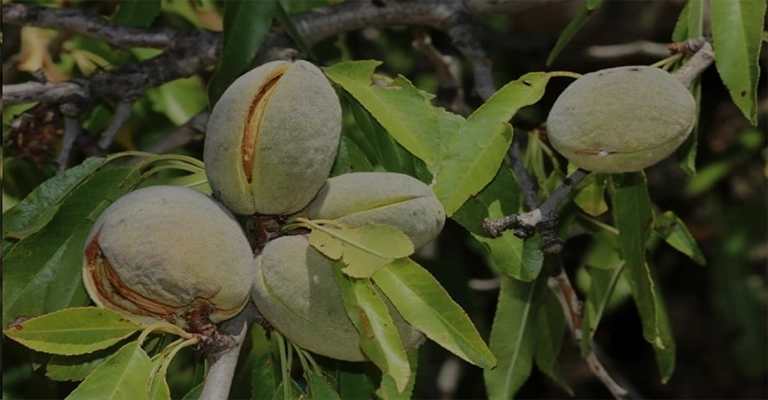 The best almond seedlings for cold regions

www.nahalvand.com