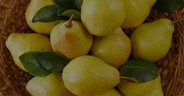 Pears picked in the Sarsir areas
www.nahalvand.com