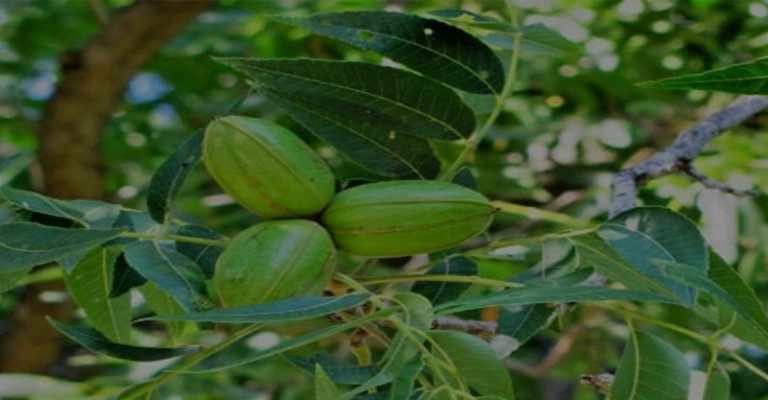 The best walnut seedlings for tropical regions www.nahalvand.com