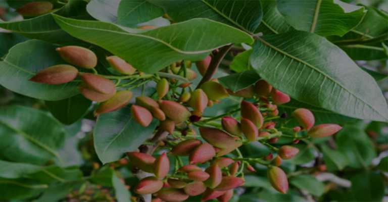 The best pistachios on the tree www.nahalvand.com