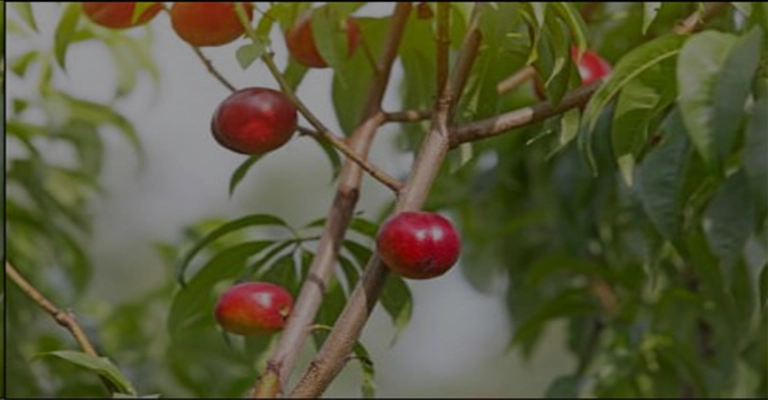 The best type of nectarine seedling is the one that is most compatible with your region www.nahalvand.com