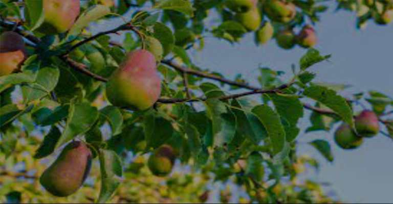 Tropical pear seedlings hanging from a tree www.nahalvand.com