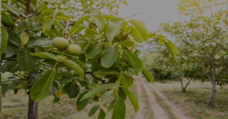 Comparison of cold-hardy and tropical walnut seedlings
www.nahalvand.com