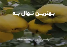 بهترین نوع نهال درخت به