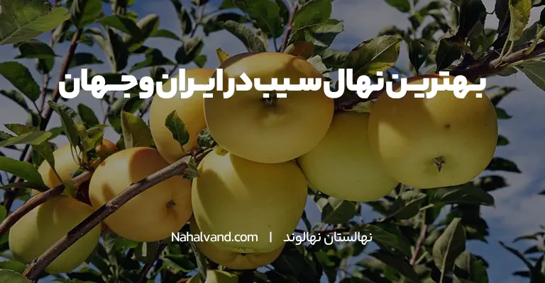ارقام سیب درختی در ایران کدام است؟