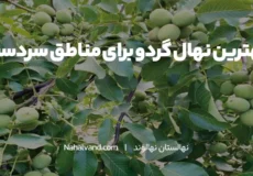 بهترین نوع نهال گردو برای مناطق سردسیر