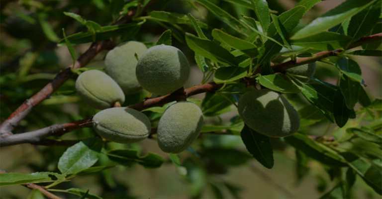 The best almond seedlings for tropical regions
www.nahavand.com
