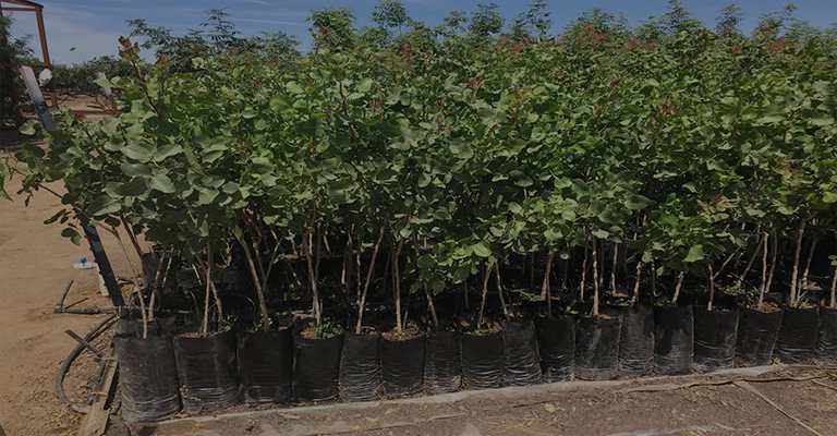 Planting pistachios in pots
www.nahavand.com