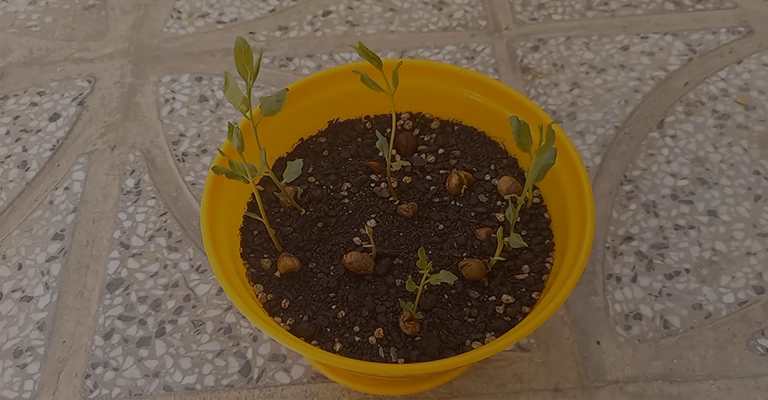 Planting pistachios in pots
www.nahavand.com