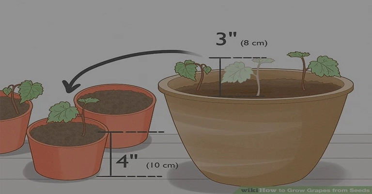 Steps to Plant Grapes in Pots
www.nahalvand.com