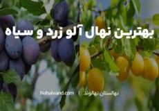 بهترین نوع آلو زرد و سیاه