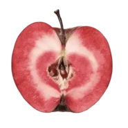 مشخصات نهال سیب توسرخ