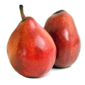 مشخصات نهال گلابی آنجو