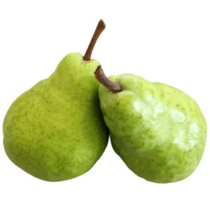 مشخصات نهال گلابی سیبری