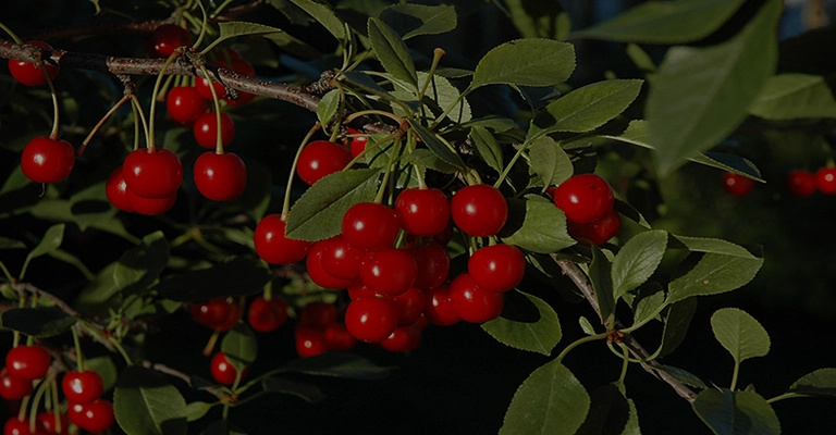 Maintaining the best productive cherry seedlings
www.nahavand .com