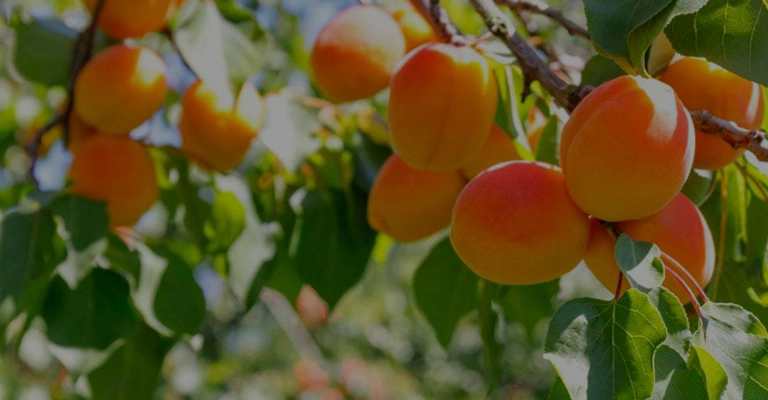The best variety of apricot seedlings www.nahalvand.com