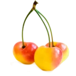 مشخصات نهال گیلاس زرد ارومیه