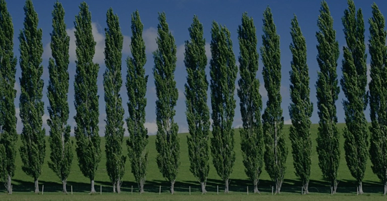 The best type of poplar tree www.nahalvand.com