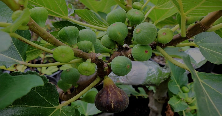 The best fig seedlings in Iran and the world www.nahalvand.com