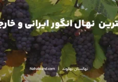 بهترین نوع ارقام مو انگور خارجی  برای کاشت در ایران