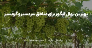 نهال انگور برای مناطق سردسیری و گرمسیر