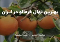 معرفی بهترین خرمالوی ایران