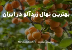 بهترین رقم نهال زردآلو کدام است؟