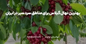 بهترین نهال مقاوم به سرما کدام است؟