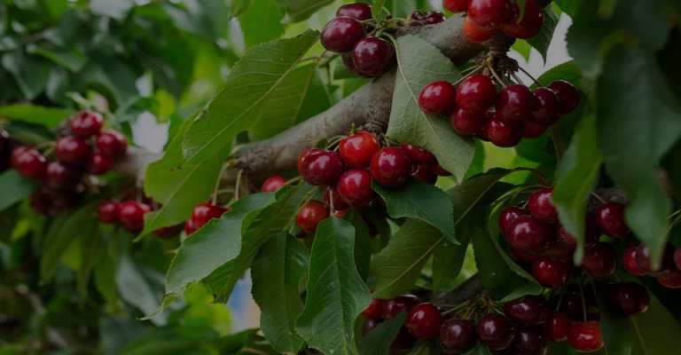 The best type of cherry seedlings www.nahalvand.com