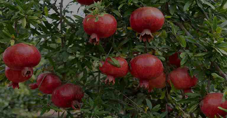 The best types of pomegranates in Iran www.nahalvand.com