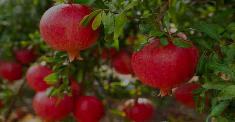 Differences between the best pomegranate seedling varieties www.nahalvand.com